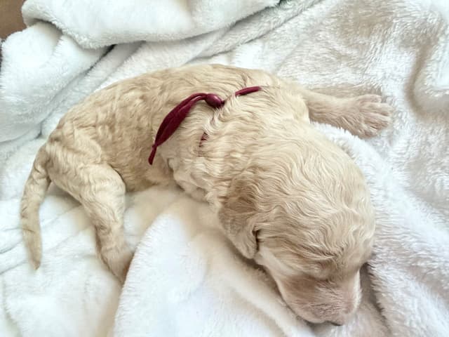 Champion Bloodline Standard Poodle Puppies media 5