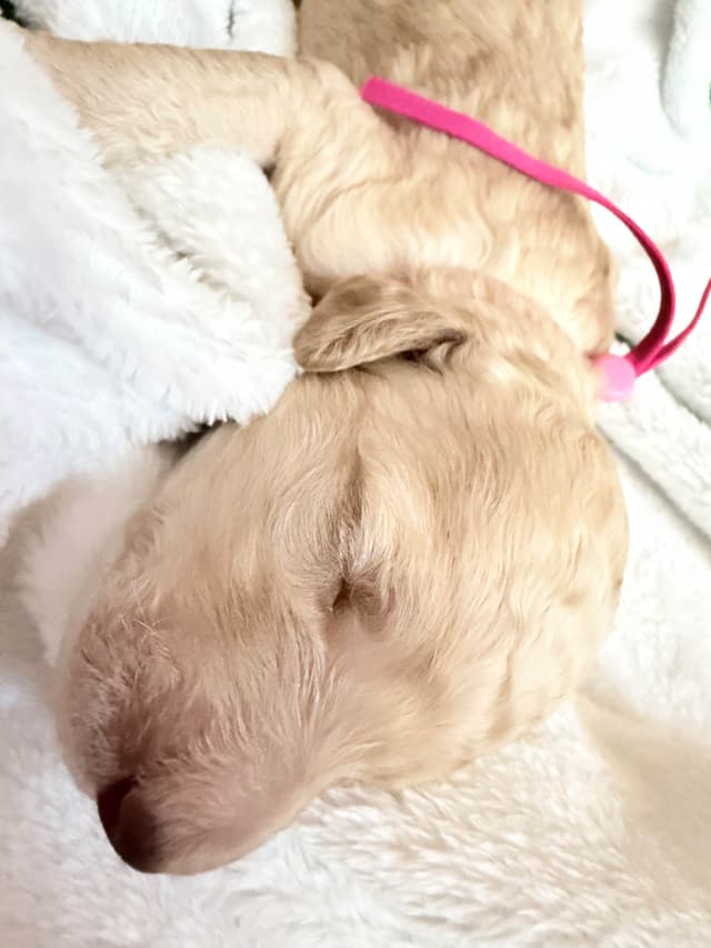 Champion Bloodline Standard Poodle Puppies media 6