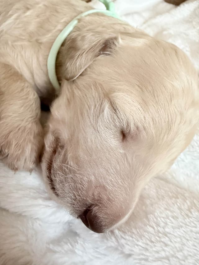 Champion Bloodline Standard Poodle Puppies media 8