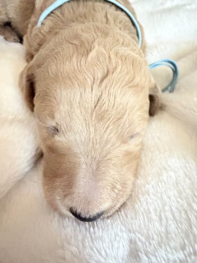 Champion Bloodline Standard Poodle Puppies media 9