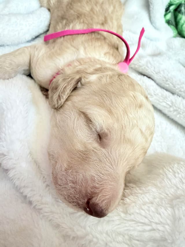 Champion Bloodline Standard Poodle Puppies media 11