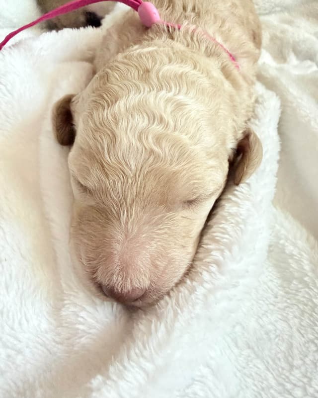 Champion Bloodline Standard Poodle Puppies media 12