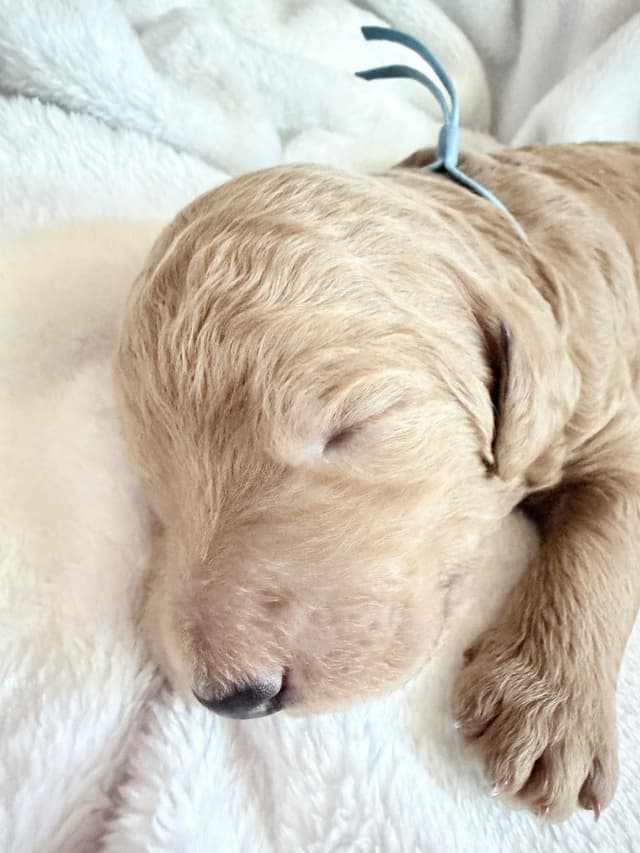 Champion Bloodline Standard Poodle Puppies media 16