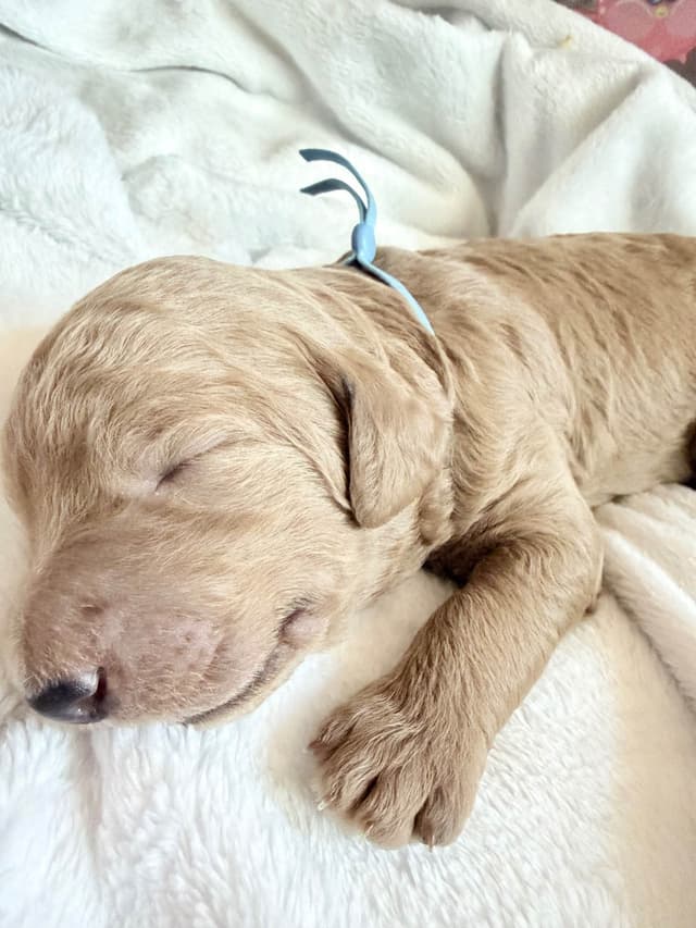 Champion Bloodline Standard Poodle Puppies media 19