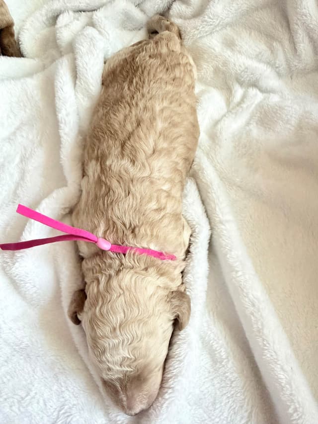 Champion Bloodline Standard Poodle Puppies media 18