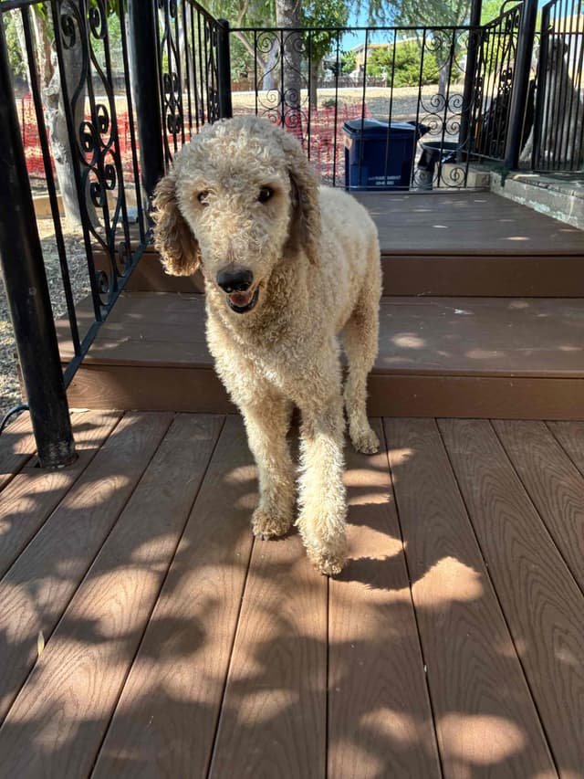 Champion Bloodline Standard Poodle Puppies media 20