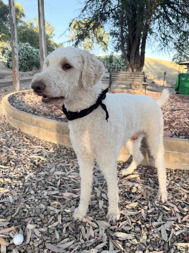 Champion Bloodline Standard Poodle Puppies media 21