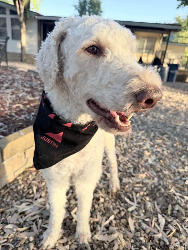 Champion Bloodline Standard Poodle Puppies media 22