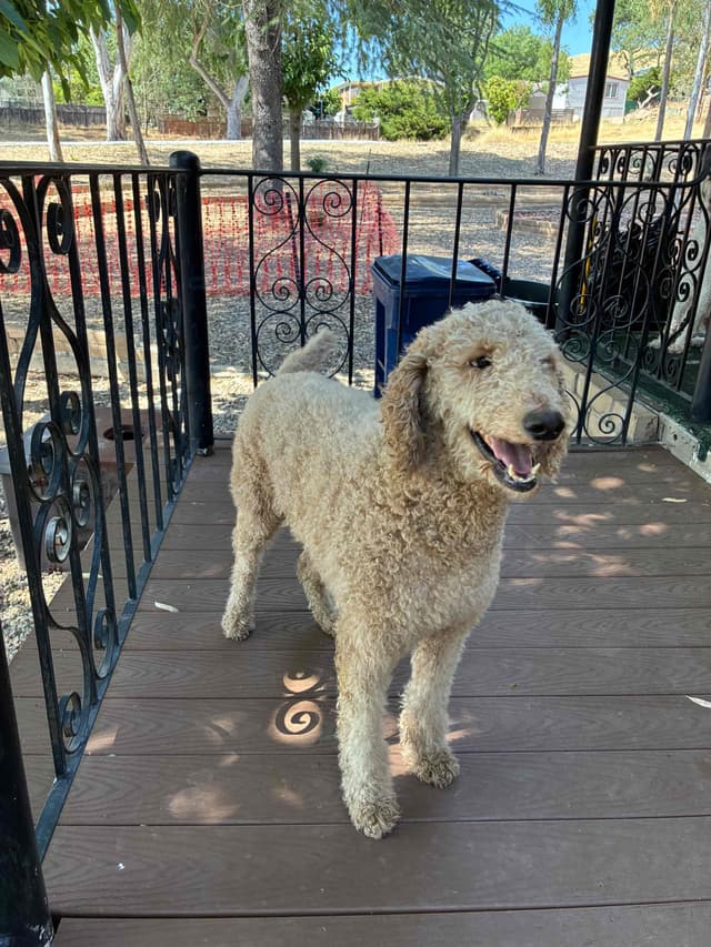 Champion Bloodline Standard Poodle Puppies media 24