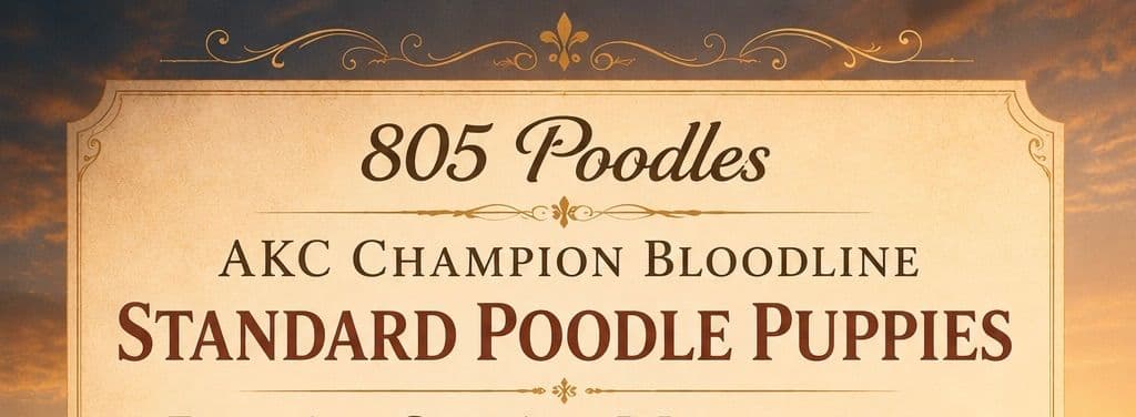 Champion Bloodline Standard Poodle Puppies breeder image 1