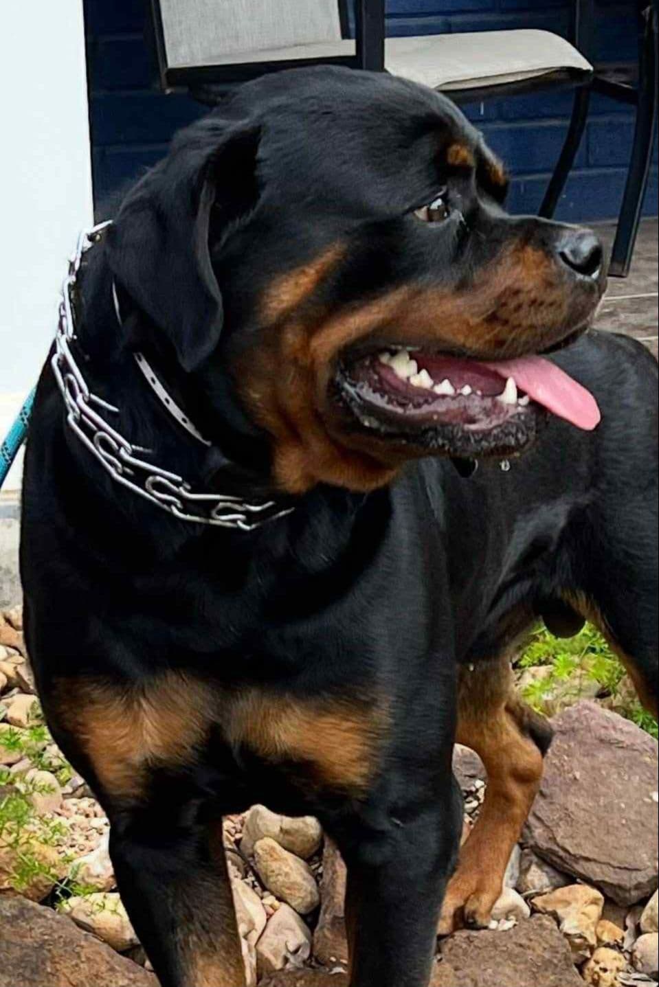 Rottweiler Puppies breeder image 1