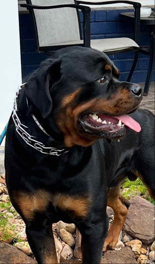 Rottweiler Puppies media 2