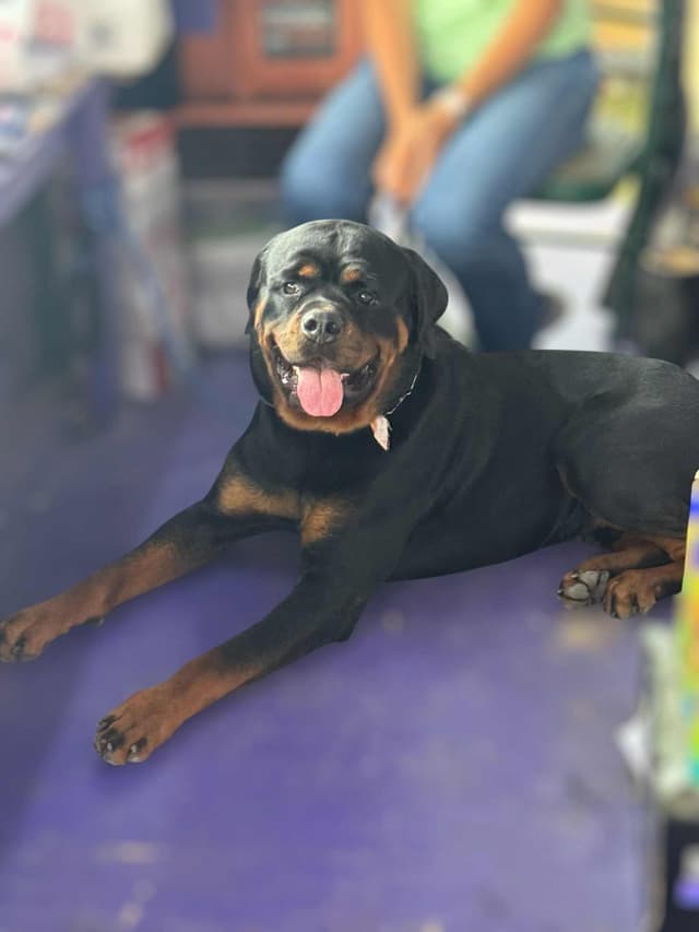 Rottweiler Puppies media 4