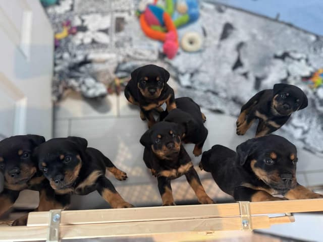 Rottweiler Puppies media 5