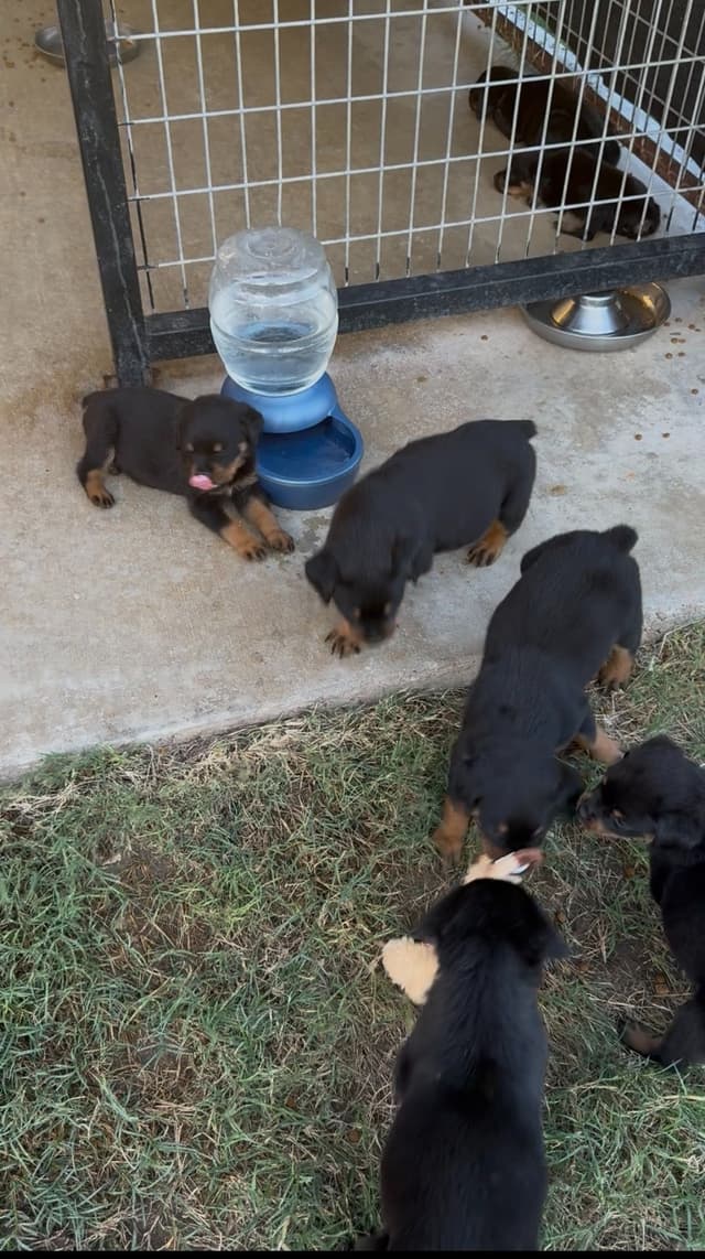 Rottweiler Puppies media 6