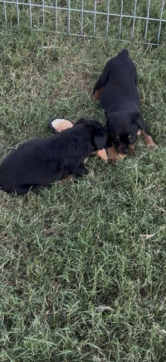 Rottweiler Puppies media 7