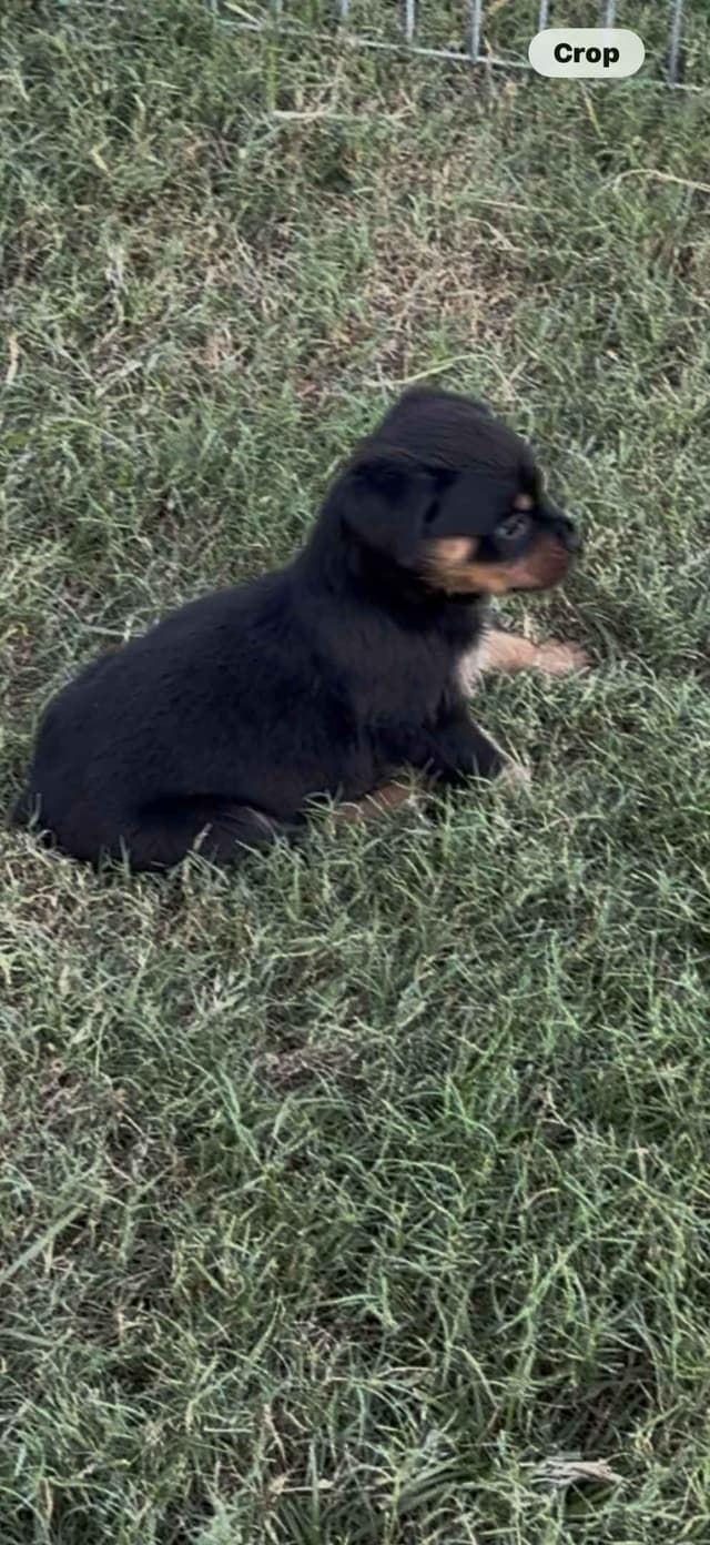 Rottweiler Puppies media 8