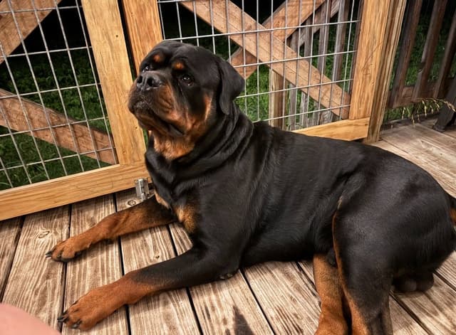 Rottweiler Puppies media 10