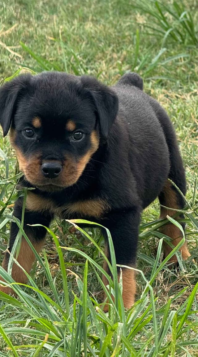 Rottweiler Puppies media 12