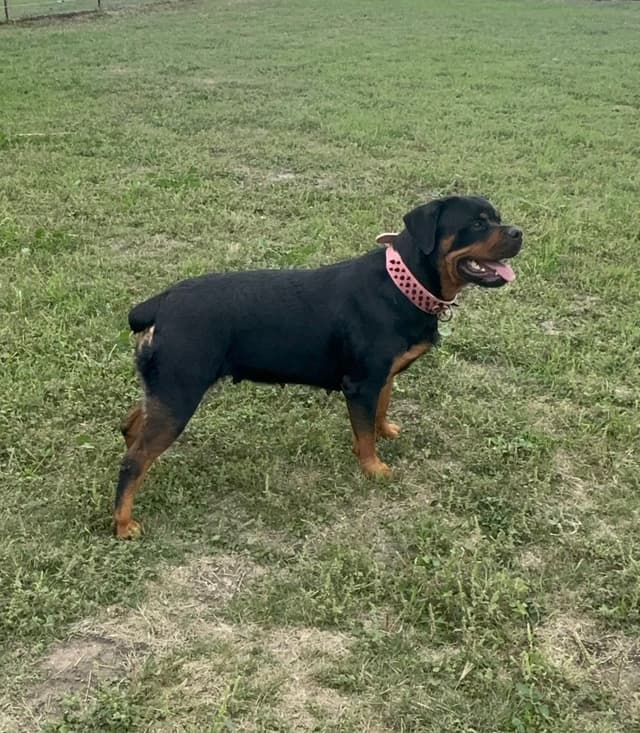 Rottweiler Puppies media 13