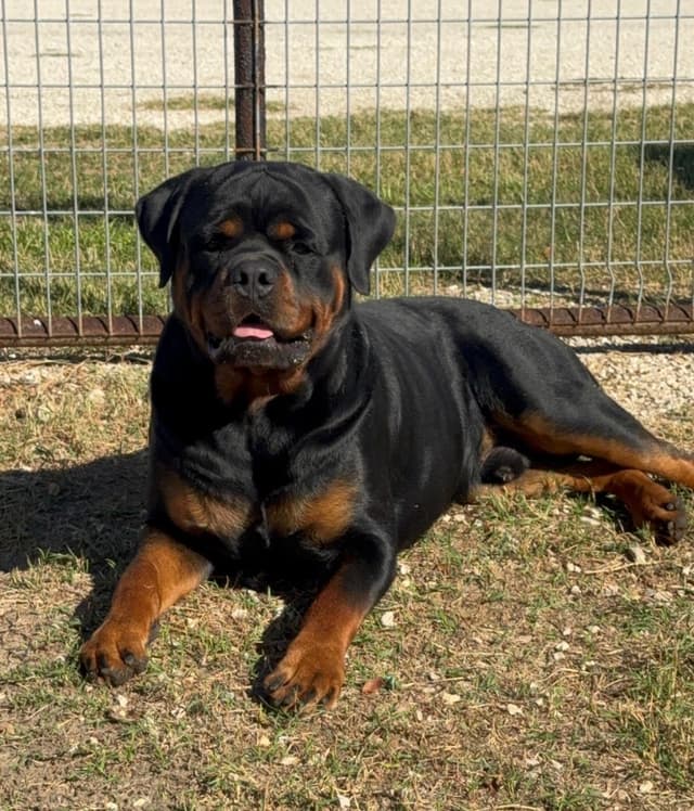 Rottweiler Puppies media 11