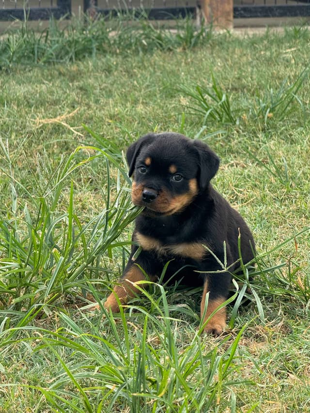 Rottweiler Puppies media 14