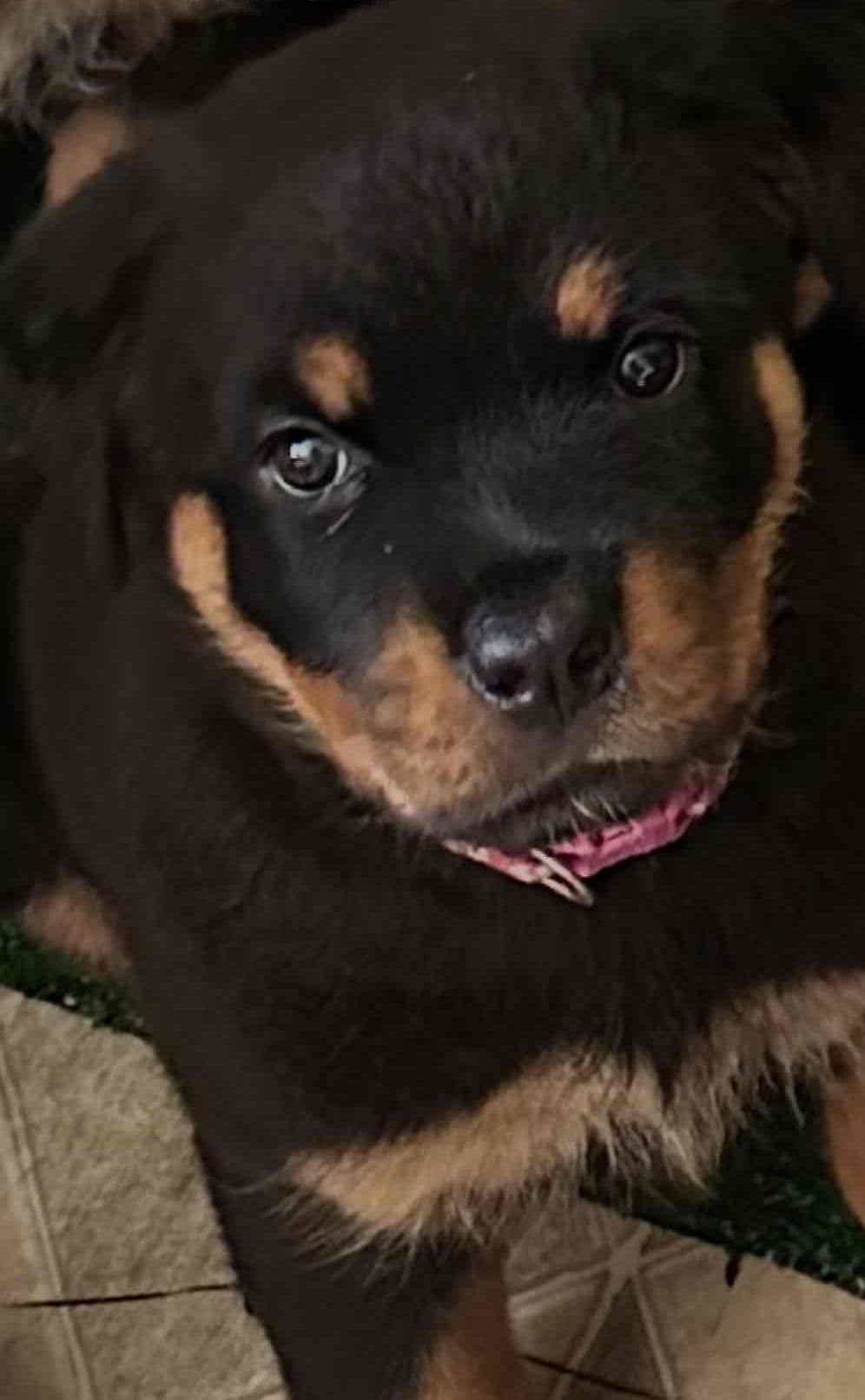 Rottweiler Puppies breeder image 1