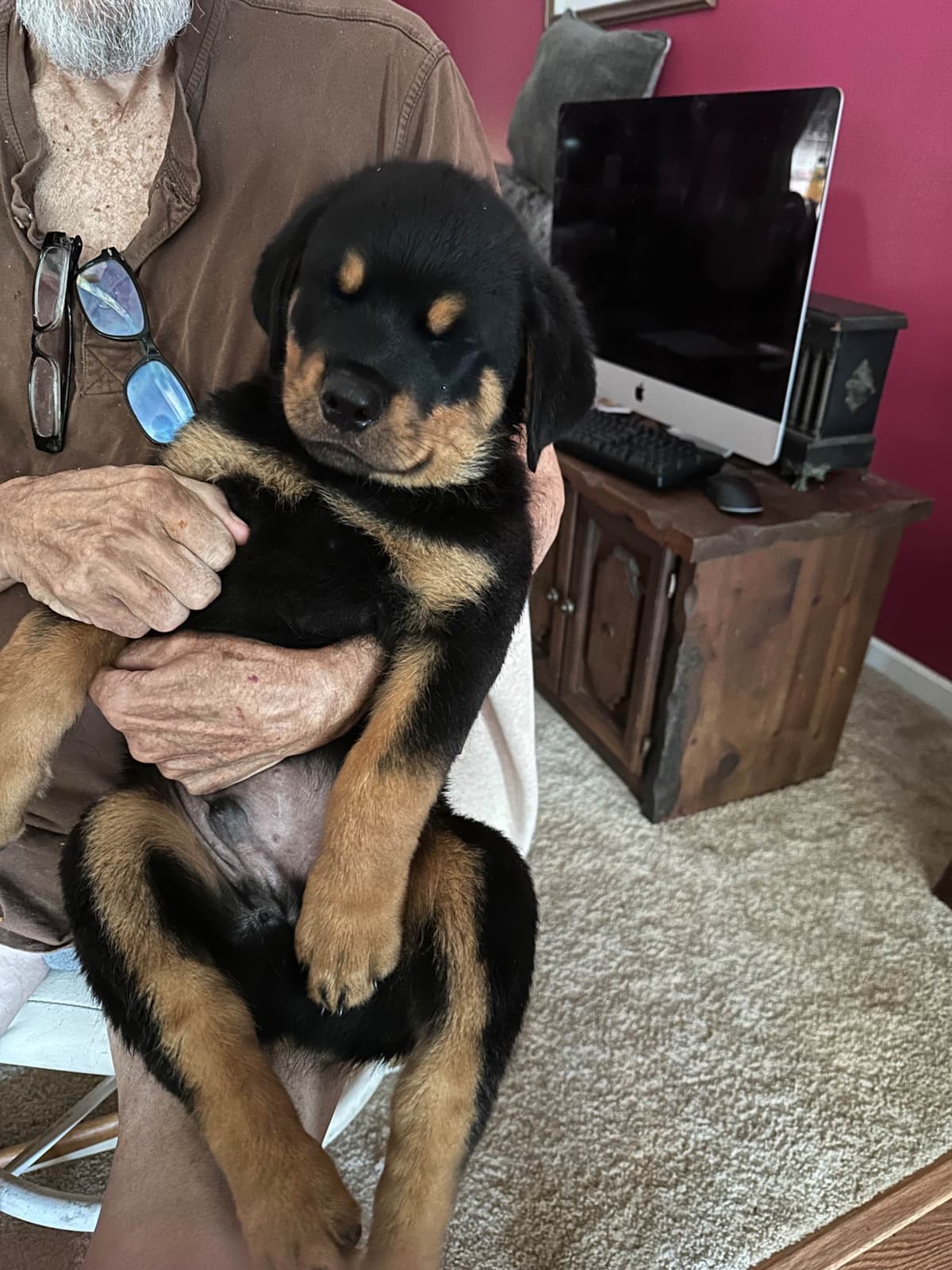 Rottweiler Puppies breeder image 2