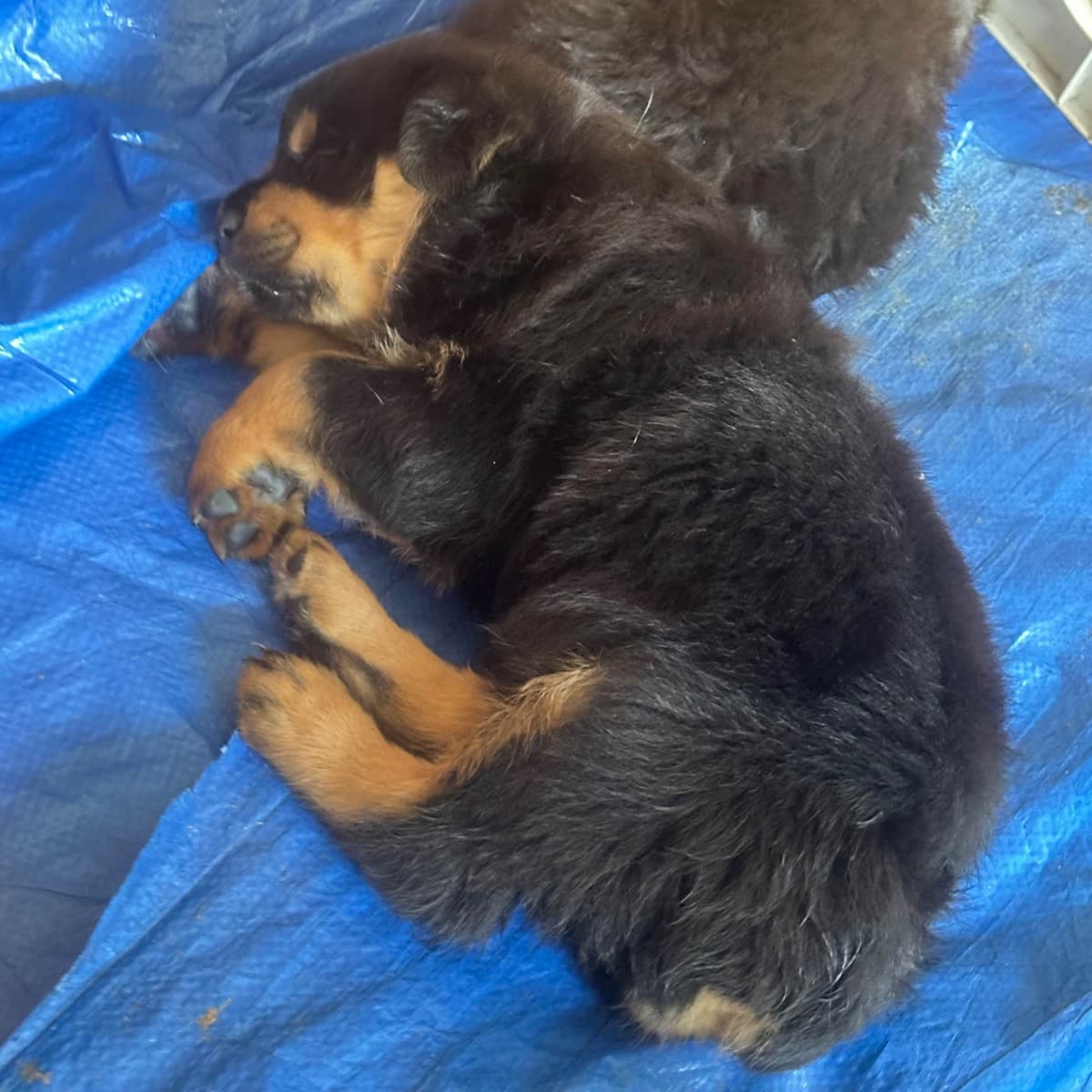 Rottweiler Puppies breeder image 6