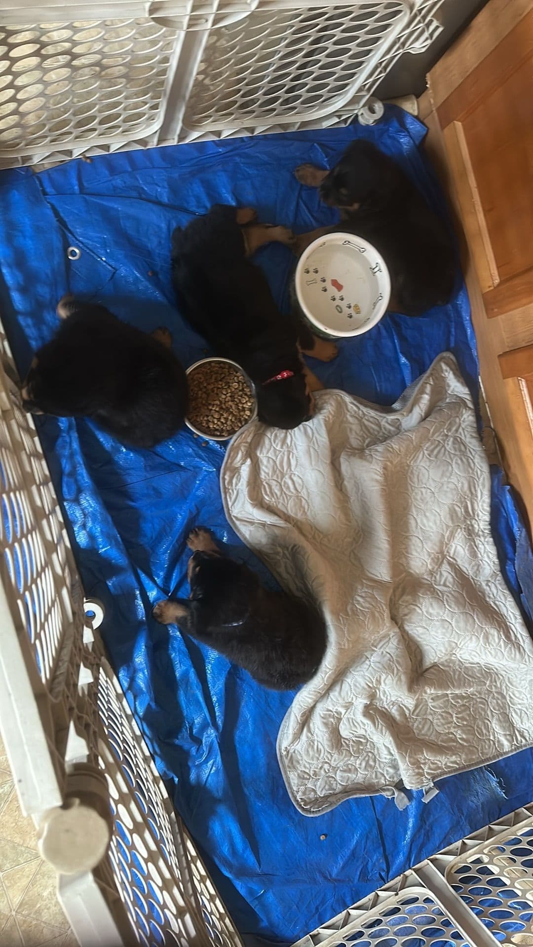 Rottweiler Puppies breeder image 5