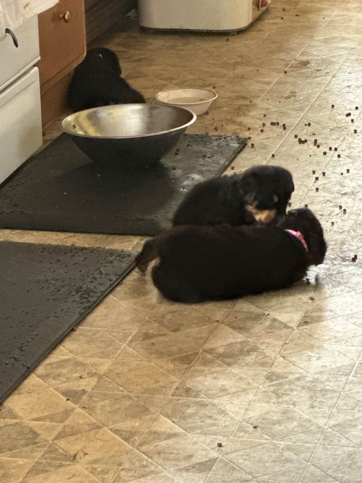 Rottweiler Puppies breeder image 7