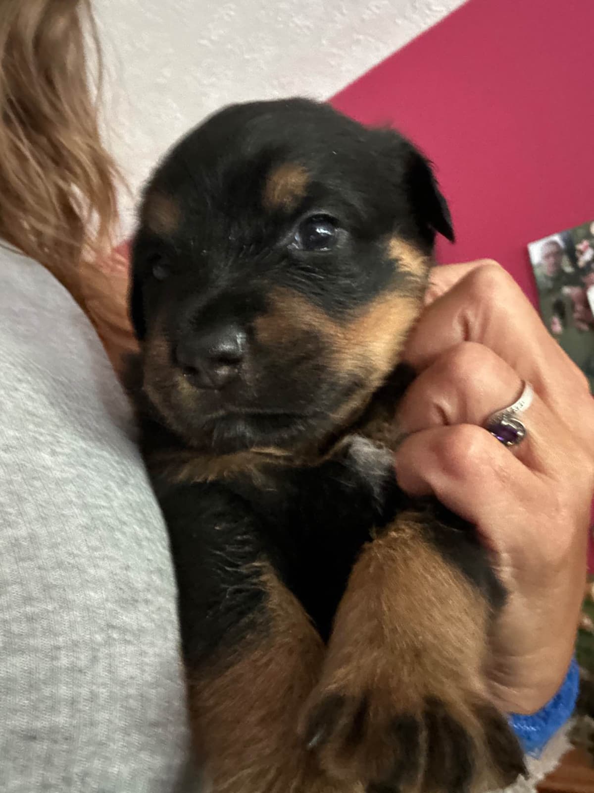 Rottweiler Puppies breeder image 8