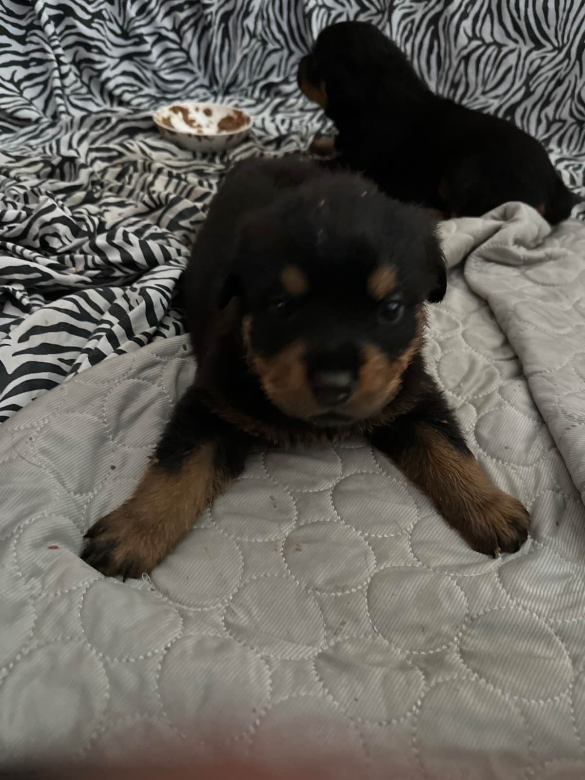 Rottweiler Puppies breeder image 10