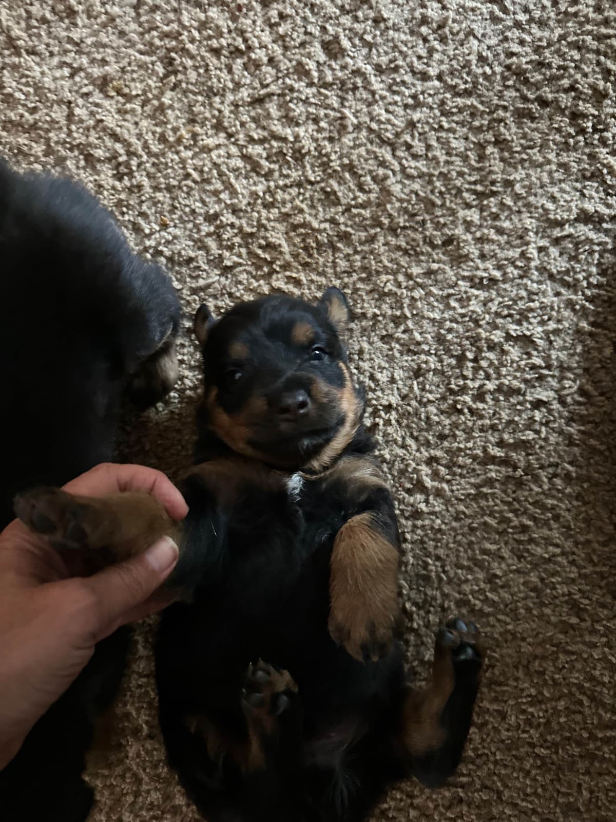 Rottweiler Puppies breeder image 11