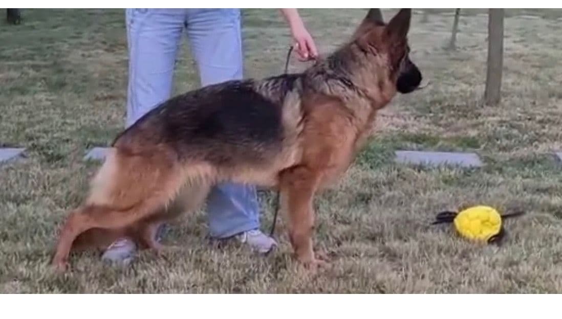 Golden Retriever Puppies- English cream breeder image 4