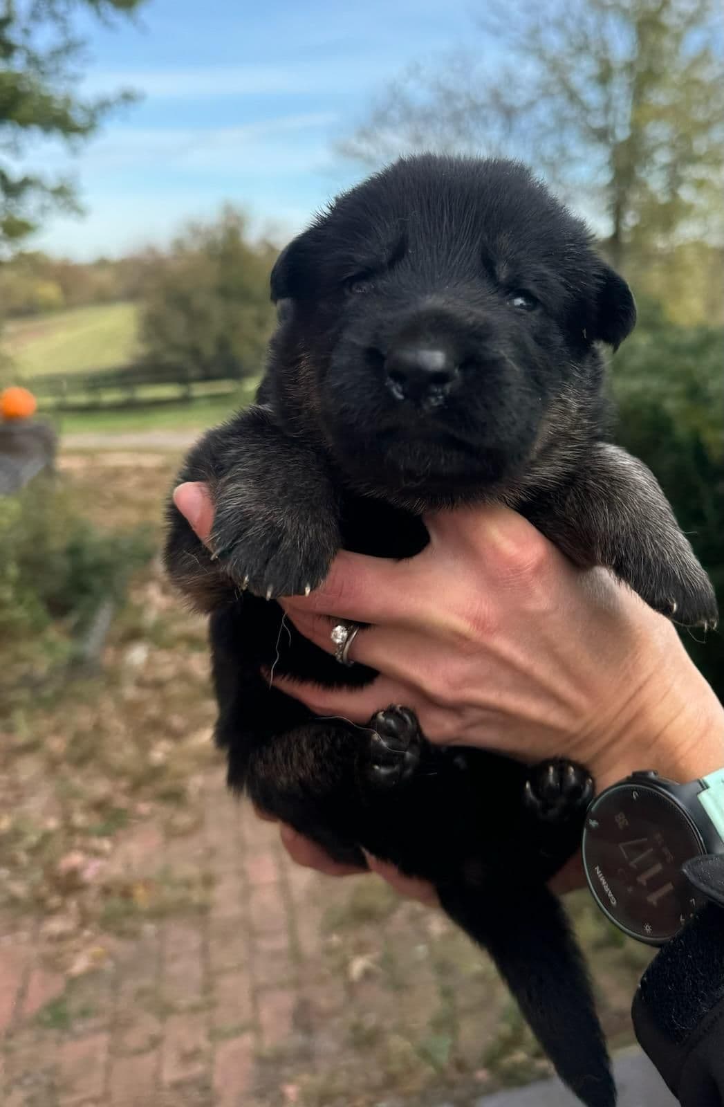 Golden Retriever Puppies- English cream breeder image 2