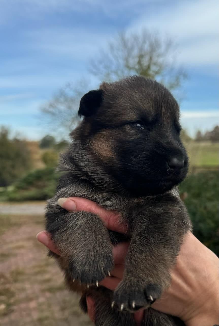 Golden Retriever Puppies- English cream breeder image 3