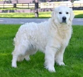 Golden Retriever Puppies- English cream media 2