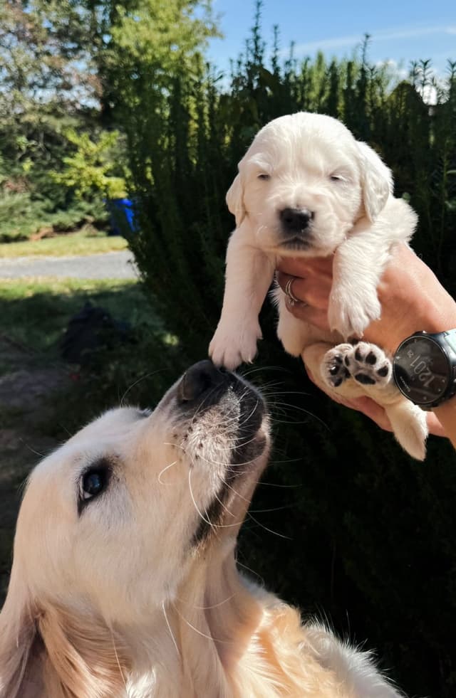 Golden Retriever Puppies- English cream media 3