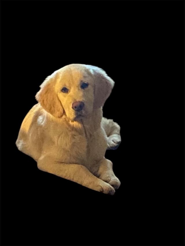 Golden Retriever Puppies- English cream media 4