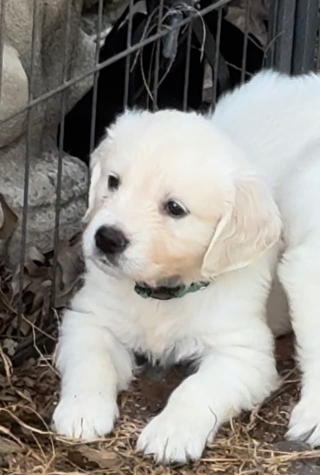 Golden Retriever Puppies- English cream media 5