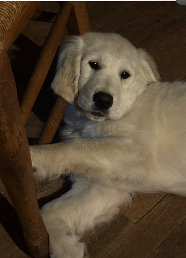 Golden Retriever Puppies- English cream media 7
