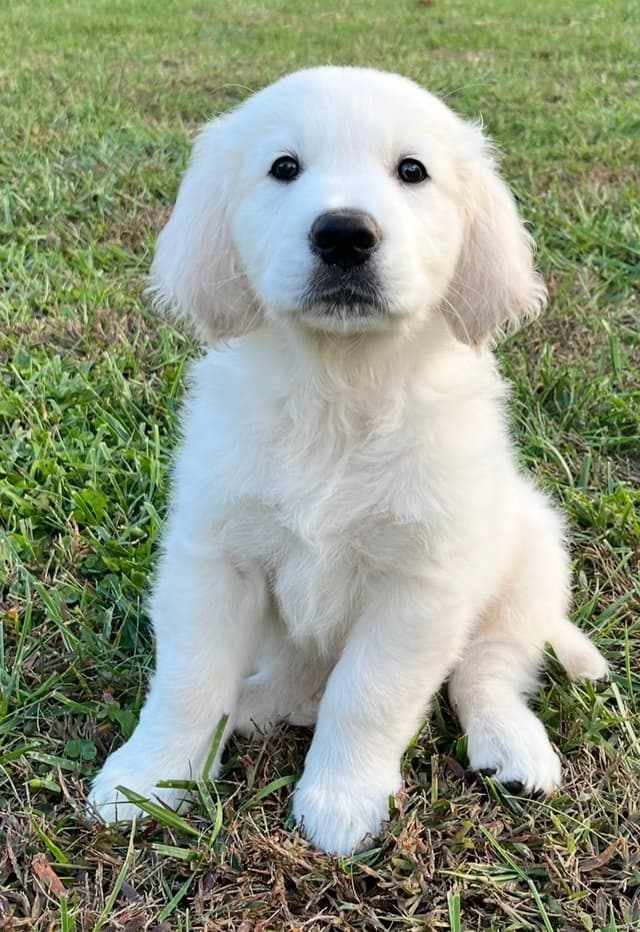 Golden Retriever Puppies- English cream media 8