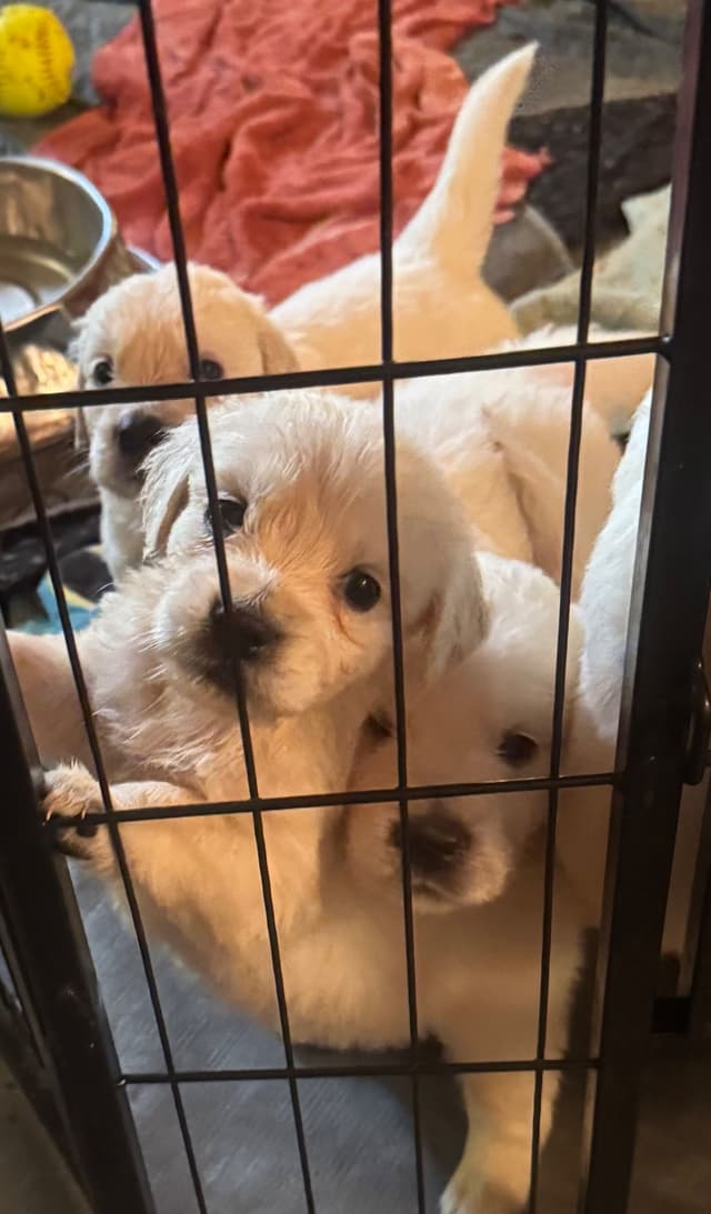 Golden Retriever Puppies- English cream media 9