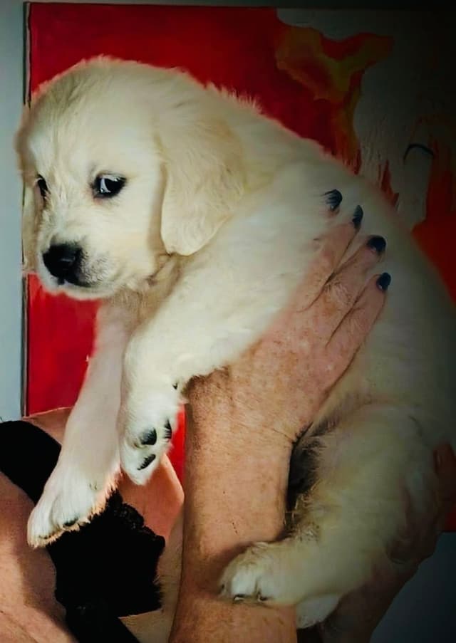 Golden Retriever Puppies- English cream media 10