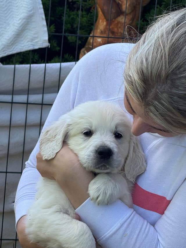 Golden Retriever Puppies- English cream media 11