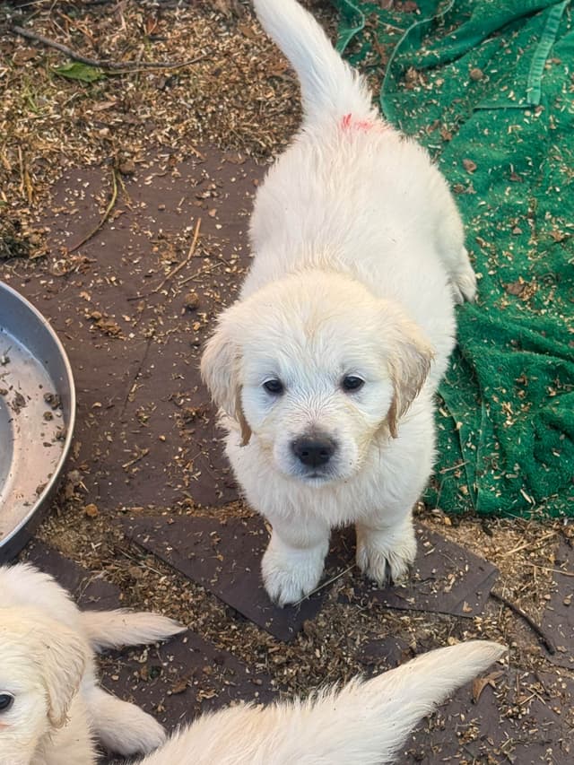 Golden Retriever Puppies- English cream media 12