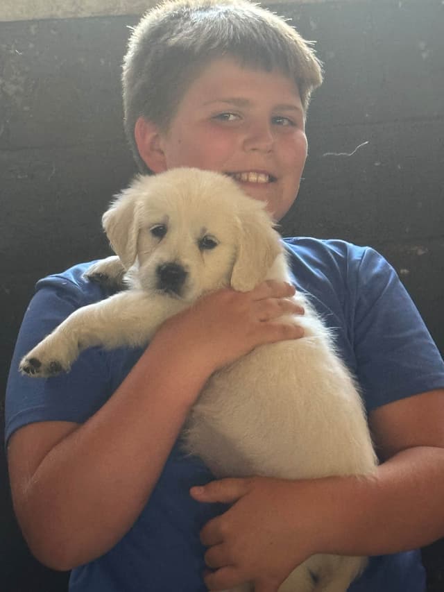 Golden Retriever Puppies- English cream media 13