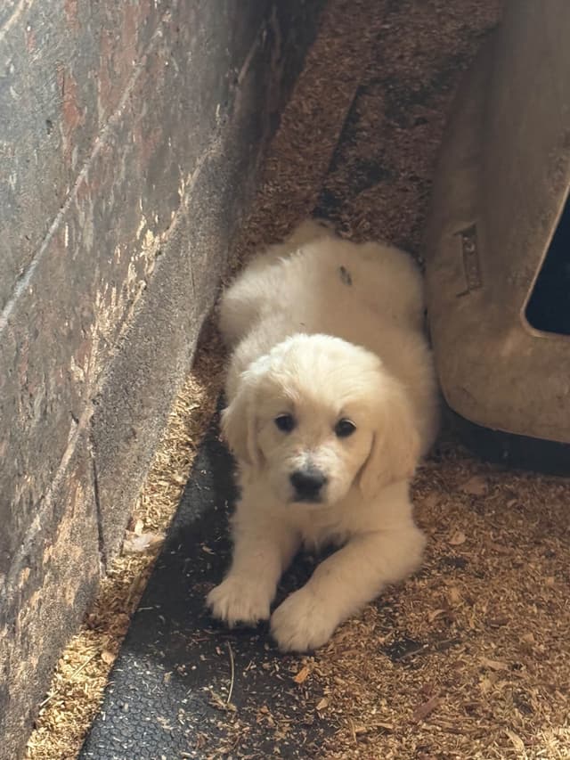Golden Retriever Puppies- English cream media 14