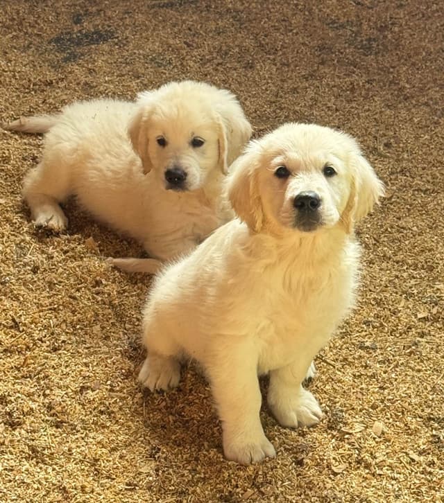 Golden Retriever Puppies- English cream media 17